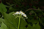 American umbrellaleaf